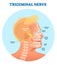 Trigeminal nerve anatomical vector illustration diagram with human head cross section.