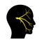 Trigeminal nerve diagram