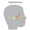 Trigeminal neuralgia. Cranial nerve