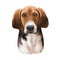 Trigg Hound Puppy isolated digital art illustration. Hand drawn dog muzzle portrait, puppy cute pet. Dog breeds originating from