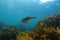 Trigger fish above kelp forest