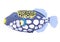 Triggerfish fish clown, flat cartoon realistic drawing, hand drawn sea animal, maritime character. Cute colorful violet yellow