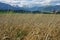 Triglav from wheat cornfield