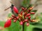 trigona honey bee perched on Batavia flower & x28;jatrhopa& x29;