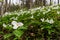 Trillium bed - Horizontal Wide