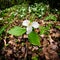 Trillium Bed- Square Crop