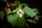 Trillium Bloom Begins to Open in Spring