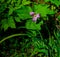 Trillium Bloom Redwood Rain Forest
