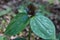 Trillium Cuneatum, Purple Maroon Toadshade