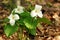 Trillium Flower