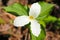 Trillium flower.