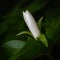 Trillium flower beginning to open