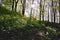 Trillium in a forest trail as spring arrives at the Seaton Trail