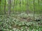 Trillium grandiflorum