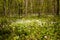 Trillium Grandiflorum in a Hardwood Forest