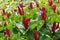 Trillium kurabayashii red blossom plant