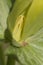 Trillium luteum flowering in a garden, close up shot