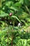 Trillium pair