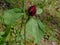 Trillium sessile, perennial wildflower