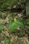 Trillium, Spring, Great Smoky Mountains National Park, TN