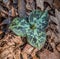 Trillium unopened flower bud