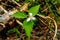 Trillium wildflower in Maine forest