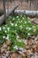 Trillium Wildflowers In Vertical Orientation