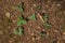 Trilliums on the forest floor