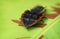 Trilobite beetle on leaf.