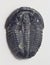 Trilobite fossil