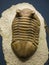 Trilobite, Natural History Museum, London, UK