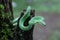 Trimeresurus Insularis or Pit Viper