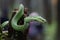 Trimeresurus Insularis or Pit Viper