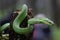 Trimeresurus Insularis or Pit Viper