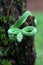 Trimeresurus Insularis or Pit Viper