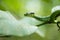 Trimeresurus trigonocephalus [Sri Lankan green pitviper]