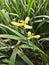 Trimezia fosteriana or Trimezia steyermarkii or Yellow walking iris flower.