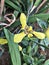 Trimezia fosteriana or Trimezia steyermarkii or Yellow walking iris flower.