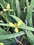 Trimezia fosteriana or Trimezia steyermarkii or Yellow walking iris flower.