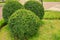 Trimmed Boxwood Plant for Nature Theme Background