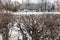 Trimmed branches of an ornamental shrub in a city park
