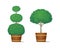 Trimmed bushes with lush green foliage in wooden planters. Ornamental potted trees for indoor or garden decoration. Vector