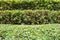 Trimmed bushes. Several rows of clipped shrubs natural texture