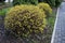 Trimmed bushes of spirea with yellow leaves on the background of thuja, landscape design, early spring