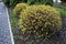 Trimmed bushes of spirea with yellow leaves on the background of thuja, landscape design, early spring