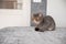 Trimmed cat. gray beautiful cat. a cat\\\'s haircut. pet. Exotics cat