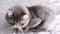 Trimmed cat. Gray beautiful cat. A cat\'s haircut. Pet. Exotics cat