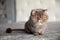 Trimmed cat. gray beautiful cat. a cat\\\'s haircut. pet. Exotics cat