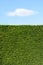 A trimmed cedar hedge under a blue sky with a white cloud