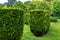 Trimmed evergreen thuja hedge in a landscaped park among the deciduous trees.